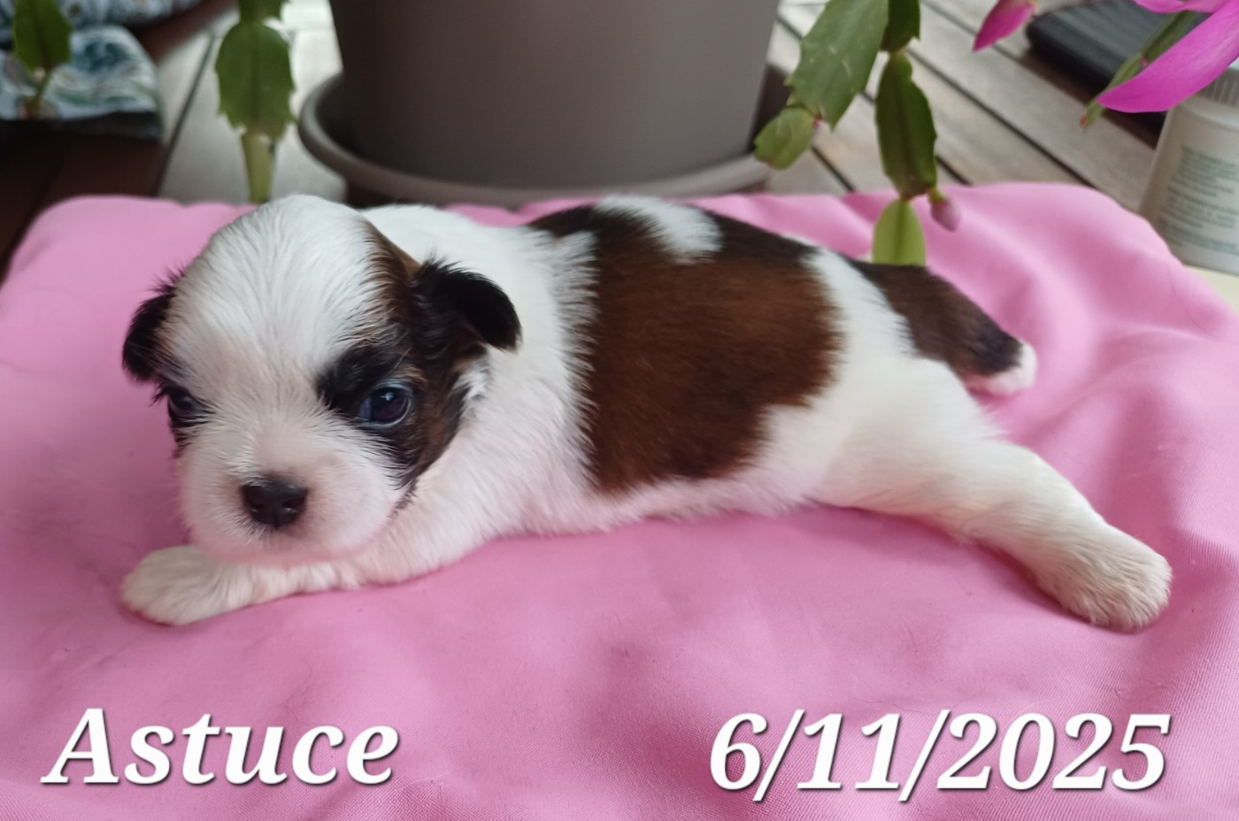 du clos des orchidées - Chiots disponibles - Shih Tzu