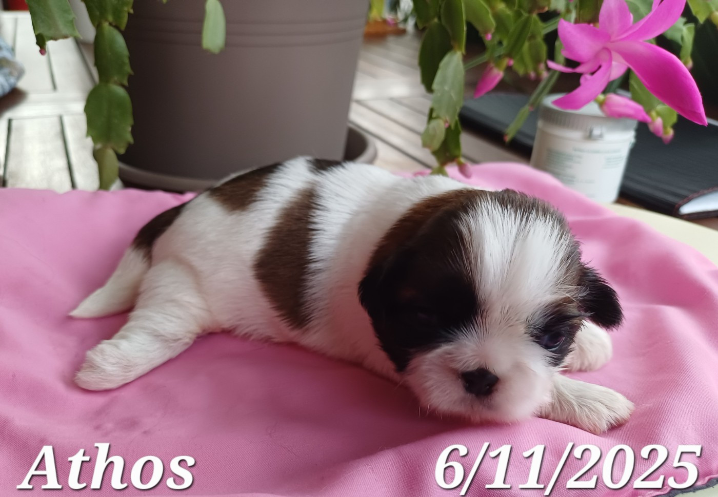du clos des orchidées - Chiots disponibles - Shih Tzu