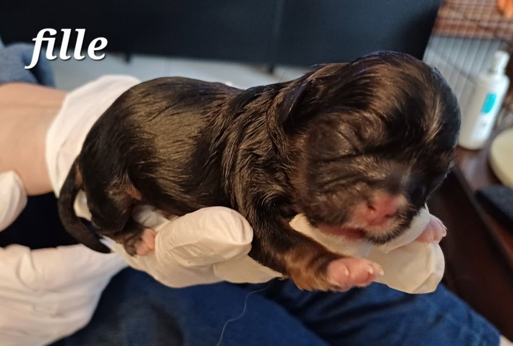 du clos des orchidées - Chiots disponibles - Shih Tzu